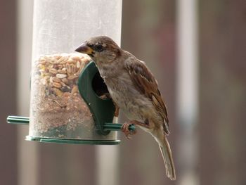 Sparrow at feeder against blurred background