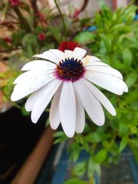 Close-up of white flower blooming outdoors