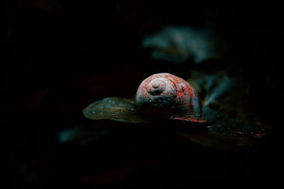 Close-up of litte life in a leaf