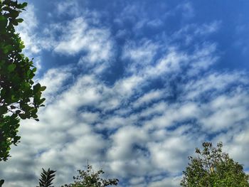 Low angle view of trees against blue sky