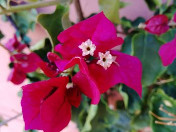 Close-up of pink bougainvillea blooming outdoors