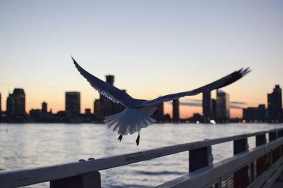 Close-up of seagull flying over sea against clear sky