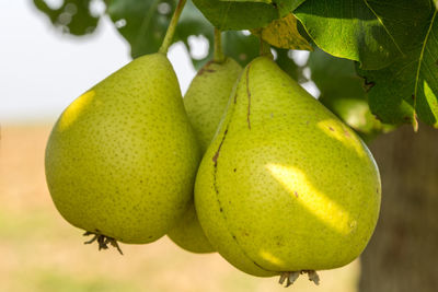 Close-up of fruits hanging on tree