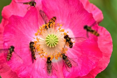 Close-up of honey bee on pink flower