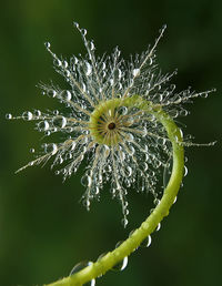 Close-up of dandelion on plant