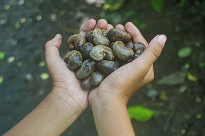 Cropped hand holding fruit