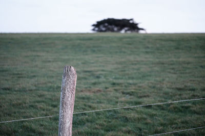 Close-up of grass on field against sky