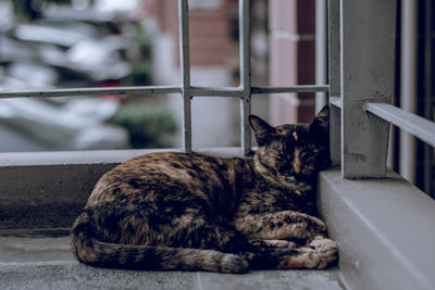 Cat sleeping in balcony