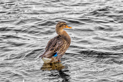 Duck swimming in lake