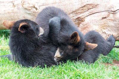 Black bear cubs playing on field
