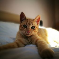 Close-up of ginger cat at home