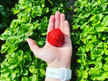 Midsection of person holding strawberries