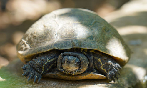 Close-up of turtle