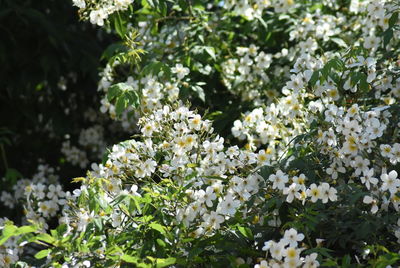 Close-up of white flowering plants