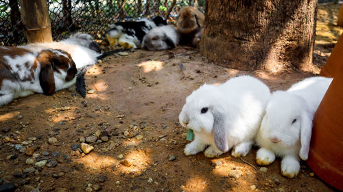 White dogs