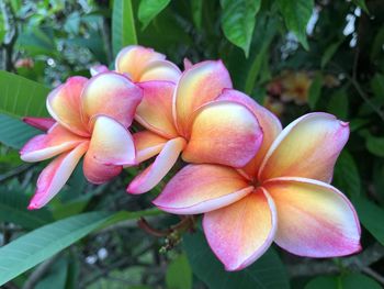 Close-up of flowers blooming outdoors