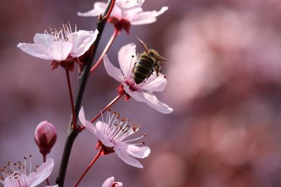 Close-up of bee pollinating on pink cherry blossom