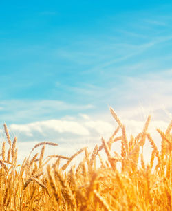 Beautiful view of the wheat field and blue sky in the countryside. cultivation of crops. agriculture