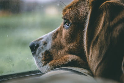 Close-up of dog looking away