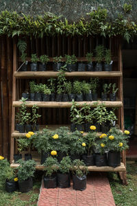 Potted plants in yard