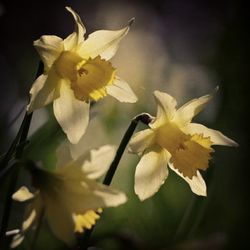 Close-up of yellow flower