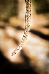 Close-up of lizard