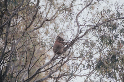 Low angle view of kuala sitting on tree
