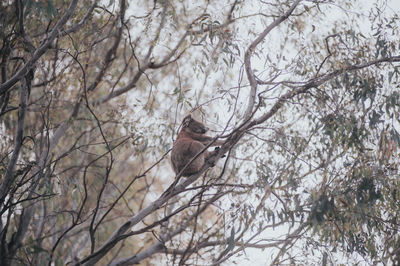 Low angle view of eagle perching on tree