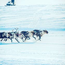 Reindeer running on snow covered field