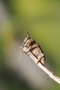 Close-up of insect on twig