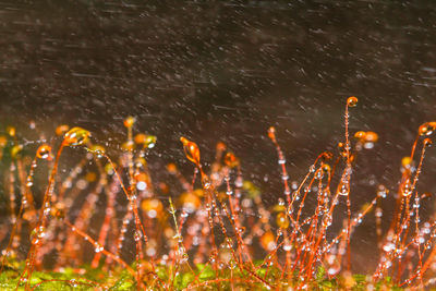 Close-up of water drops on plants during rainy season