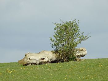 Tree on field against sky