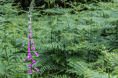 Flowers growing in pond