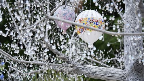 Close-up of frozen tree