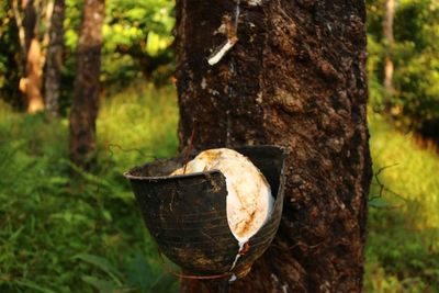 Close-up of tree trunk in forest