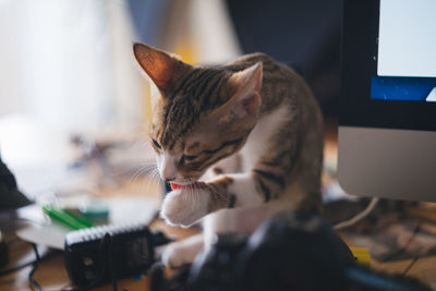 Close-up of a cat