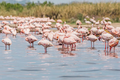 Flamingos on a lake