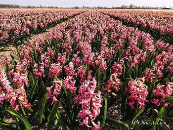 Close-up of pink flowering plants on field