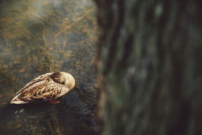 Directly above shot of mallard duck on rock in lake