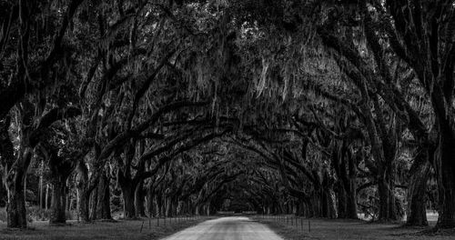 Tree lined road