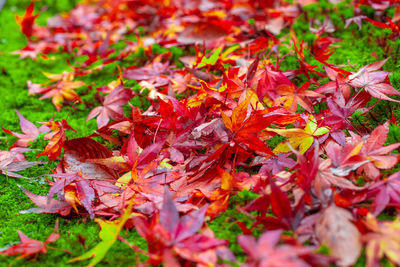 Close-up of maple leaves