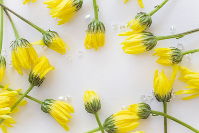 Close-up of yellow flowers against white background