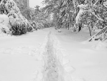 Snow covered land and trees