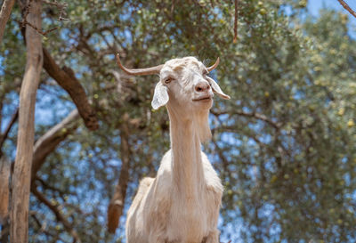 Close-up of giraffe