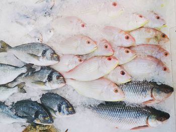 High angle view of fish for sale in market