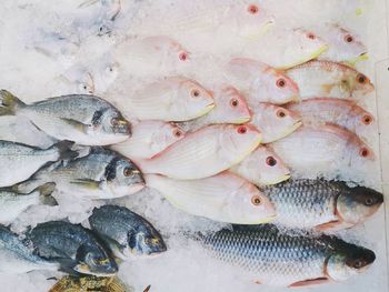 High angle view of fish for sale in market