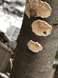 Close-up of mushrooms on tree trunk