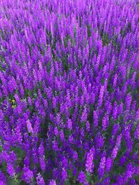 Full frame shot of purple flowering plants on field