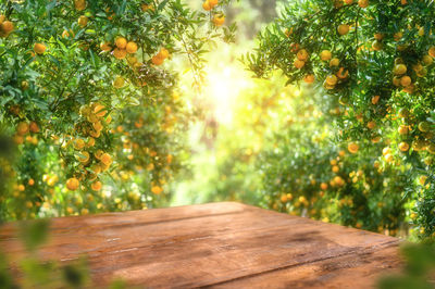 Empty wood table with free space over orange trees, orange field background. for product display