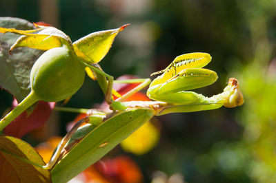 Close-up of yellow flowering plant